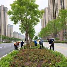 2026美加墨世界杯官网 广安市政绿化常用苗木